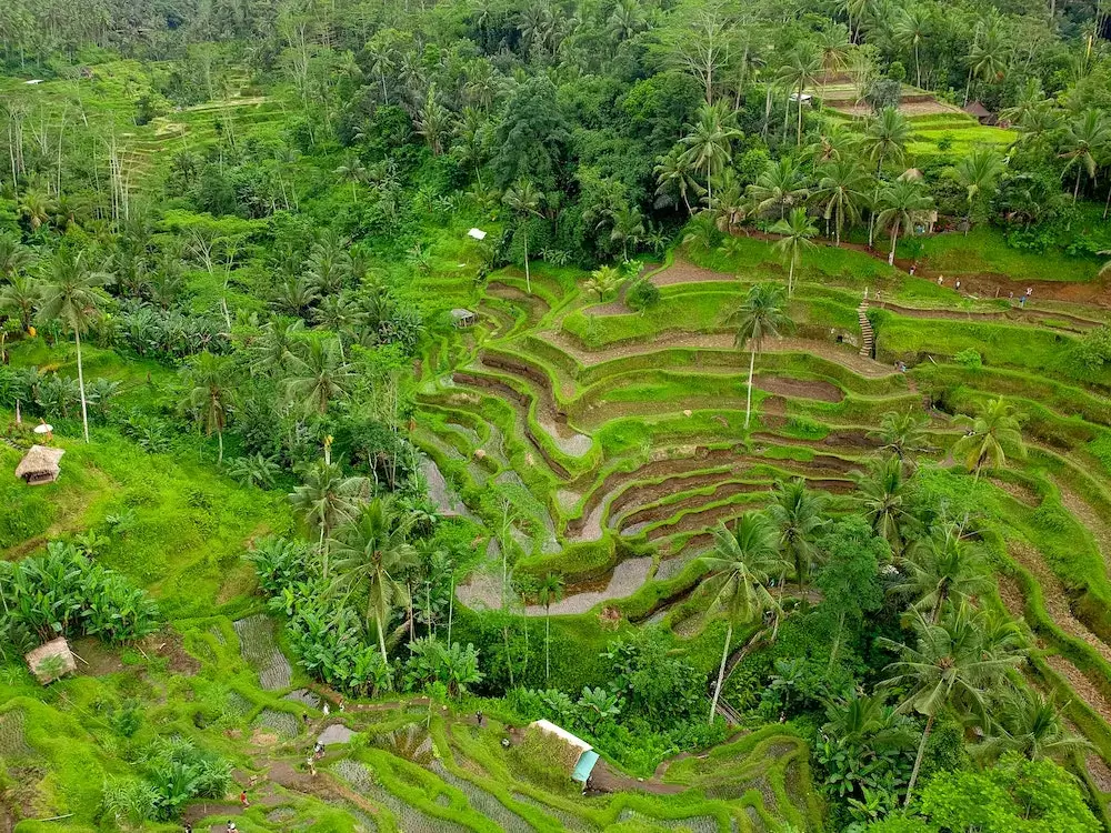 Rice Terraces, Banaue